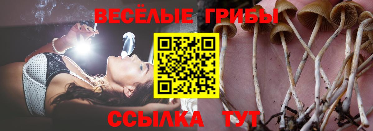 Наро-Фоминск  где купить наркоту  Вход с VPN  Псилоцибиновые грибы Cubensis 